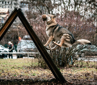 Infinity Pride Dionis The Almighty